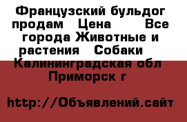 Французский бульдог продам › Цена ­ 1 - Все города Животные и растения » Собаки   . Калининградская обл.,Приморск г.